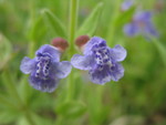 May 10: Visiting Darel and Gail. Skullcap found in a cedar glade near the Elsie Quarterman Natural