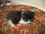 May 16: Uhoh, here comes trouble. Kitten that appeared in our bushes twice yesterday reappeared today.
