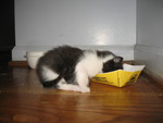 Old enough to wean, fortunately -- eating canned food enthusiastically