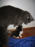 The kitten tried to walk underneath Ninwa's belly.  Ninwa wasn't sure what to think of that