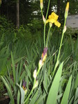 I'm looking forward to seeing what these deep purple buds look like when they bloom