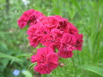 May 27: Visit out to the house.  New flowers in bloom: dianthus