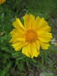 Coreopsis is blooming now as well