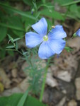 Blue flax, somewhat out of focus