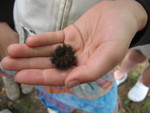 Kailyn found a caterpillar