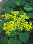 Ragwort