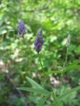 Rabbitfoot clover