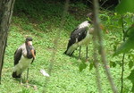 Saddlebilled storks