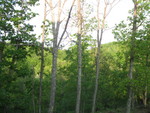 May 5: Our hillsides are really starting to green up now
