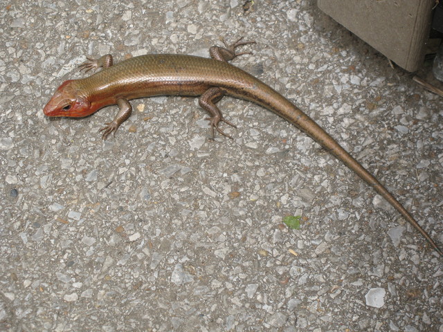 Broadheaded skink, also wild in the zoo