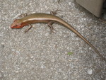 Broadheaded skink, also wild in the zoo