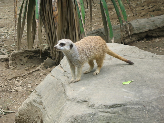 Meerkat