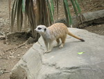 Meerkat