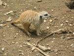 Another meerkat