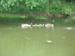 Geese on parade on the pond