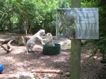 White tiger cubs wrestling.  They were so funny to watch!