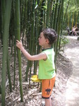 Connor was fascinated by the bamboo