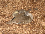 Duckling naptime with mommy