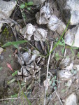 The seeds of a sort of evening primrose - look almost like rocks.