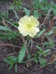 The evening primrose that makes the prior seeds.