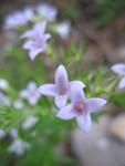 Some sort of Houstonia (bluet)