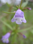 Glade savory - the plant smells like pennyroyal