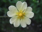 Rough cinquefoil flower