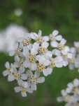 Yarrow/millfoil flowers