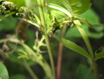 Some odd caterpillars eating sumac