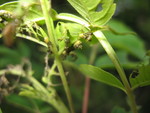 Another shot of the sumac caterpillars