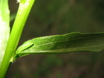 A fleabane my dad was trying to key out - this shot to show miniscule hairs on the leaf margin.