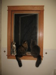 May 26: Mittens, Ringo, and Ninwa in the bathroom window