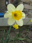 One of my new daffodils