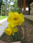 Another variety. This one blooms in clusters