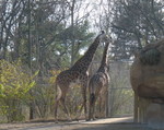 Giraffes