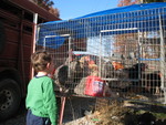 November 4: At the flea market.  Connor wanted to know, 'Are these chickens edible?'  He was quite relieved to hear that they are, but were mainly expected to lay eggs!