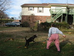 Gail throwing a toy for Girl