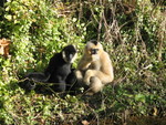 Young gibbons