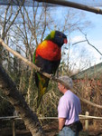 Lorikeet Landing