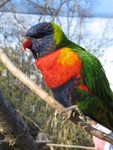 Close-up of a lorikeet
