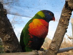 Beautiful lorikeet closeup