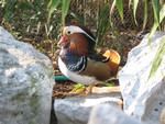 Duck in the lorikeet exhibit
