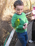 The lorikeets all seemed to really love Connor's green shirt. He attracted them like crazy.
