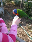 Lorikeet on her hand