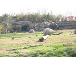 Elephants. The one on the left is painting on the easel in front of him.  His artwork is sold in the zoo gift shop.