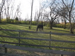 Horse grazing