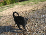 The barn cat that kept walking with and talking to me