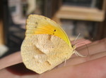 Kailyn found a butterfly