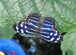 A pretty blue and white one