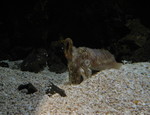 Cuttlefish